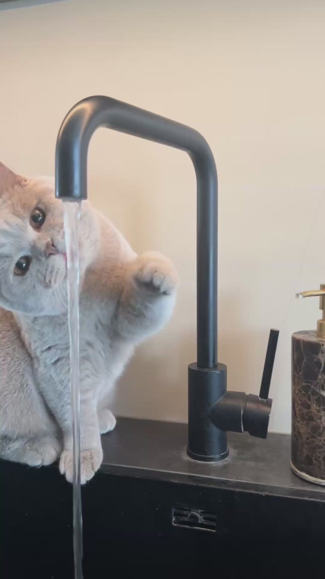 Hälsofontänen för Katter™